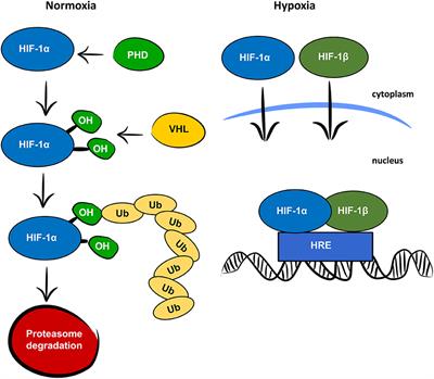 Frontiers | HIF-1, Metabolism, And Diabetes In The Embryonic And Adult ...